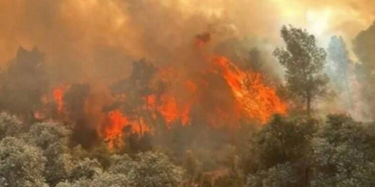 AFAD’tan orman yangınları açıklaması