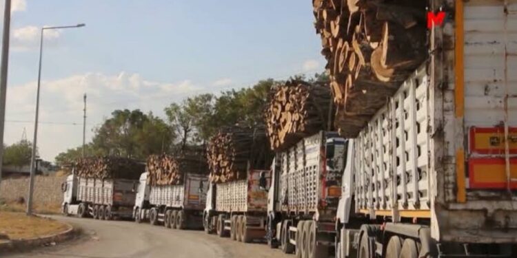 Ağaç kesimlerine suç duyurusu