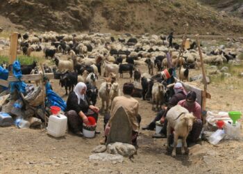 Sündüz Yaylası’ndaki bêrîvanlar da krizden dertli