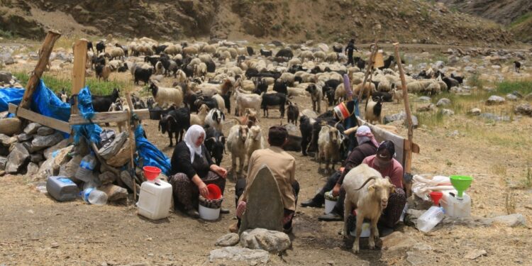 Sündüz Yaylası’ndaki bêrîvanlar da krizden dertli