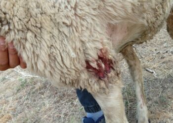 Askerlerin köpekleri koyun sürüsüne saldırdı