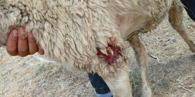 Askerlerin köpekleri koyun sürüsüne saldırdı