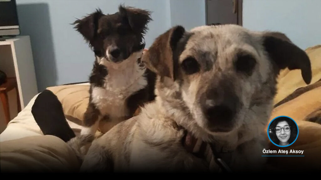 2 köpeği tabancayla vurup birinin ölümüne neden olan sanığa 2 yıl 6 ay hapis cezası