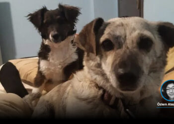 2 köpeği tabancayla vurup birinin ölümüne neden olan sanığa 2 yıl 6 ay hapis cezası