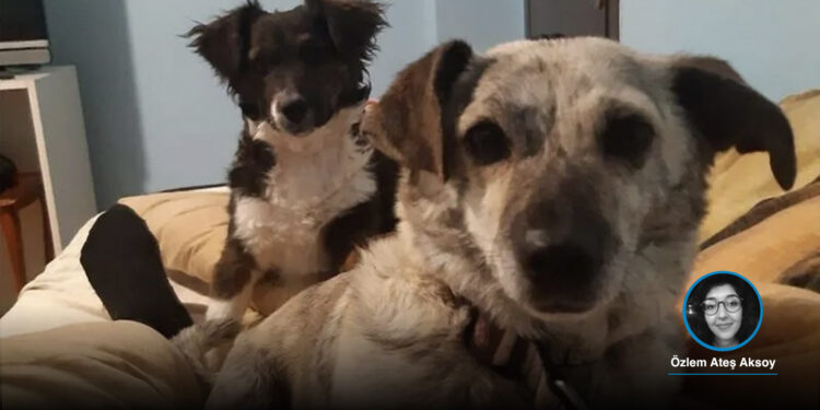 2 köpeği tabancayla vurup birinin ölümüne neden olan sanığa 2 yıl 6 ay hapis cezası