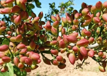 Antep Fıstığında Aflatoksin Tespit Ettiler, Hemen Geri Gönderdiler