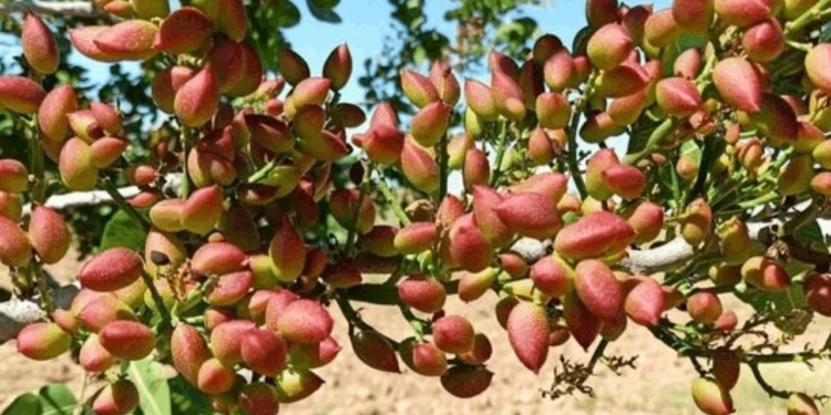 Antep Fıstığında Aflatoksin Tespit Ettiler, Hemen Geri Gönderdiler