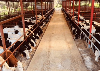 Besicilikte Durum Vahim... '20 Besici Varken Şimdi 1-2 Kişi Kaldı'