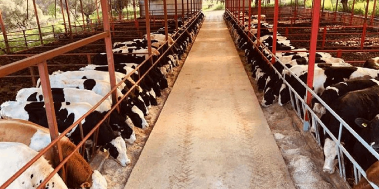 Besicilikte Durum Vahim... '20 Besici Varken Şimdi 1-2 Kişi Kaldı'