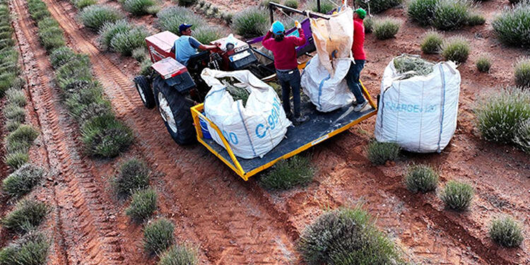 Çorak Arazide Hasat: Hiçbir Şey Yetişmiyordu, Şimdi Litre Litre Kazandırıyor! Şişesi 2.500 TL’den Satılıyor