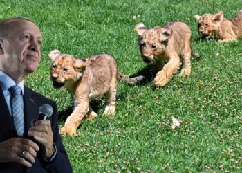 Cumhurbaşkanı Erdoğan'ın Yavru Aslanlarına İsim Aranıyor