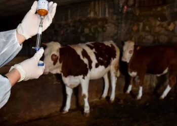 Hayvan satış yerlerinin kapatıldığına dair yorumlar gerçek dışı