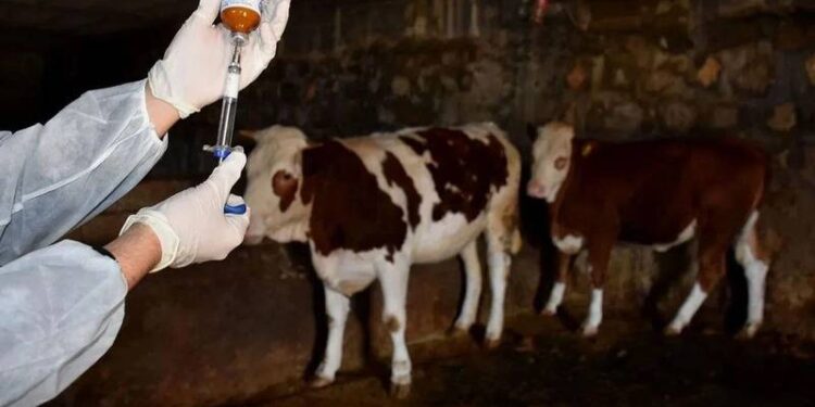 Hayvan satış yerlerinin kapatıldığına dair yorumlar gerçek dışı