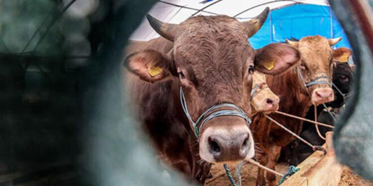 Hayvancılık Genel Müdürlüğü'nün görev ve yetkilerinde düzenleme yapıldı; işte yeni sorumluluk alanları