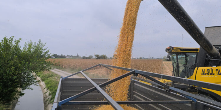 Mısırın taban fiyat ton başına 13-14 bin lira olmalı