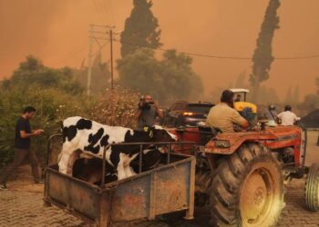 Orman tamamen yanıyor, kahrolarak izliyoruz, bu bir felaket!
