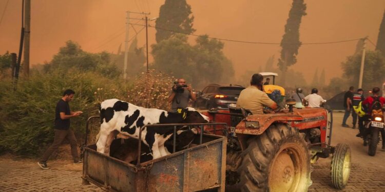 Orman tamamen yanıyor, kahrolarak izliyoruz, bu bir felaket!