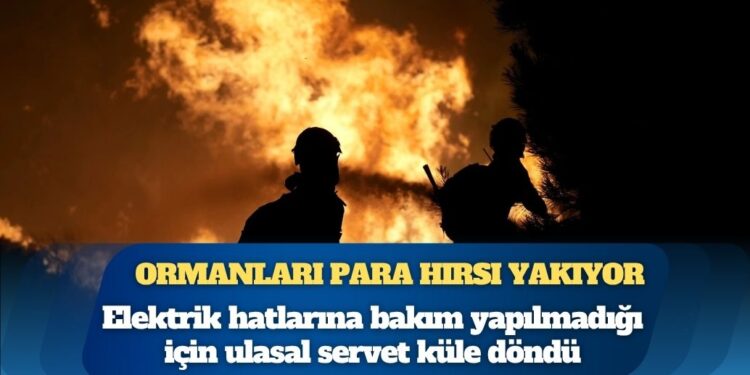 Ormanları para hırsı yakıyor: Elektrik hatlarına bakım yapılmadığı için ulusal servet küle döndü