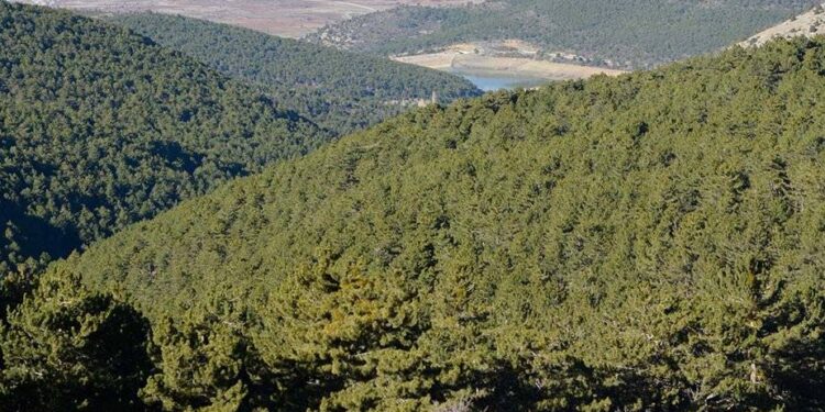 Sakarya'da ormanlık alanlara girişler ve yanıcı madde satışı yasaklandı