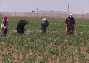 Sıcak Havanın Tetiklediği Hastalık! Uzman İsim Uyardı