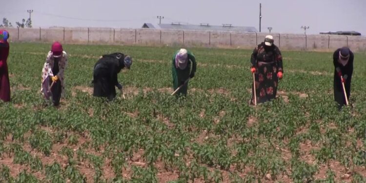 Sıcak Havanın Tetiklediği Hastalık! Uzman İsim Uyardı