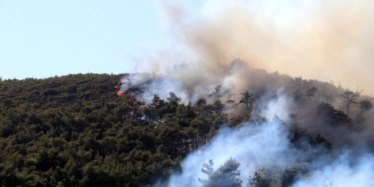 Suriye Lazkiye'de Orman Yangını