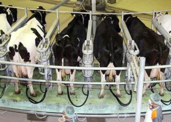 Süt Fiyatı Üreticiyi Değil Sanayiciyi Sevindirdi