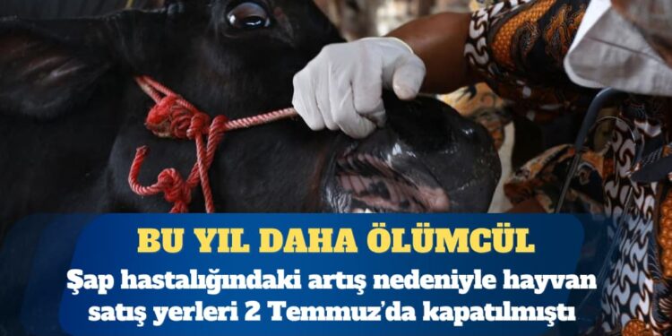 TZOB başkanı: Bu yıl görülen şap virüsü daha ölümcül