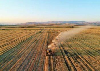 Tarımda Büyük Rekor! Türkiye'de Bir İlk Oldu