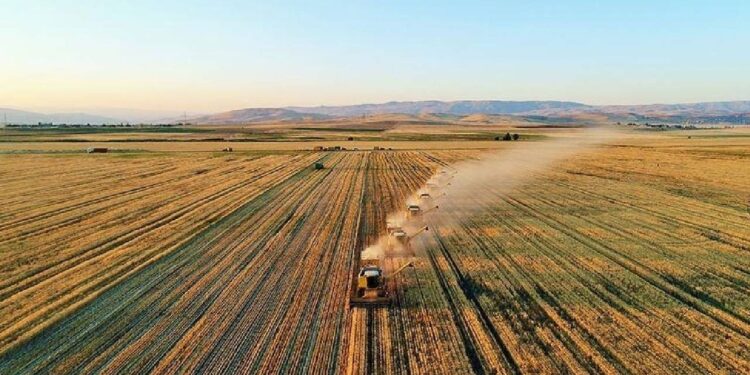 Tarımda Büyük Rekor! Türkiye'de Bir İlk Oldu