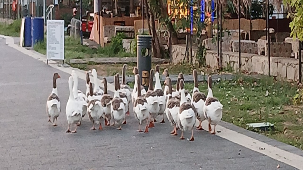 Tek Suçları Denize Girmek Olan Kazlara Şartlı Tahliye!  2 Yasaklı Sözde Özgürlük Getirildi