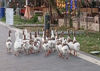 Tek Suçları Denize Girmek Olan Kazlara Şartlı Tahliye!  2 Yasaklı Sözde Özgürlük Getirildi