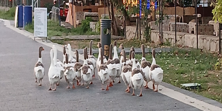 Tek Suçları Denize Girmek Olan Kazlara Şartlı Tahliye!  2 Yasaklı Sözde Özgürlük Getirildi