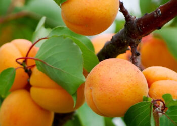 Ticaret Bakanlığı'ndan "Iğdır'da kayısı 1 TL, istanbul'da 120 TL'ye satılıyor" paylaşımları üzerine inceleme