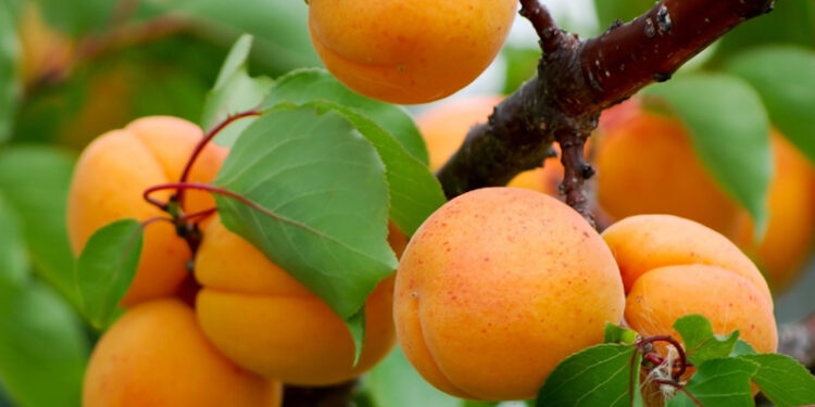 Ticaret Bakanlığı'ndan "Iğdır'da kayısı 1 TL, istanbul'da 120 TL'ye satılıyor" paylaşımları üzerine inceleme