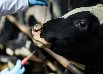 Ülke Genelinde 'Şap' Alarmı! İnsana Bulaşır mı, Kırmızı Ette Tehlike Var mı? Bakan Açıkladı