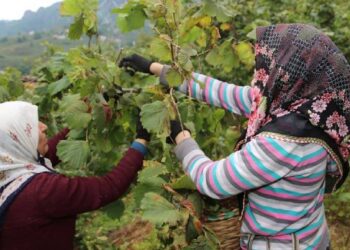 Valilik Hasat Sezonu Öncesi Duyurdu: Fındık İşçisinin 2025 Yevmiyesi  Belli Oldu