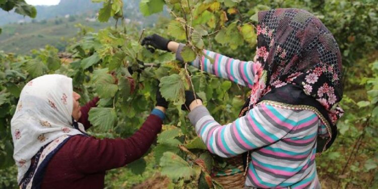 Valilik Hasat Sezonu Öncesi Duyurdu: Fındık İşçisinin 2025 Yevmiyesi  Belli Oldu