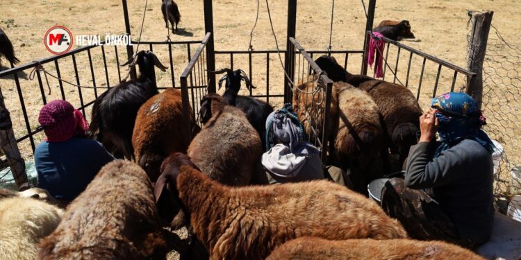 Licik’te 30 yıldır bêrîvanlık yapıyor: Jeotermal doğamızı yok edecek