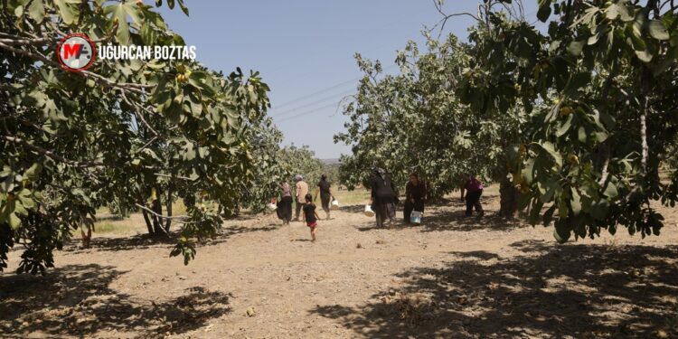 İncirde verim düştü