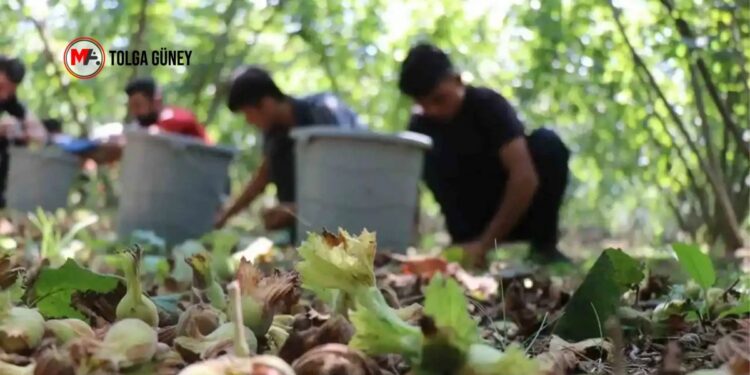 Fındık taban fiyatı beklentinin altında kaldı: Yüzde 75’i şirketlerin elinde