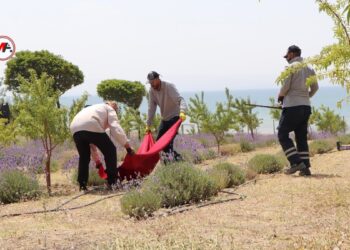 Wan’ın ilk lavanta tarlalarında hasat başladı