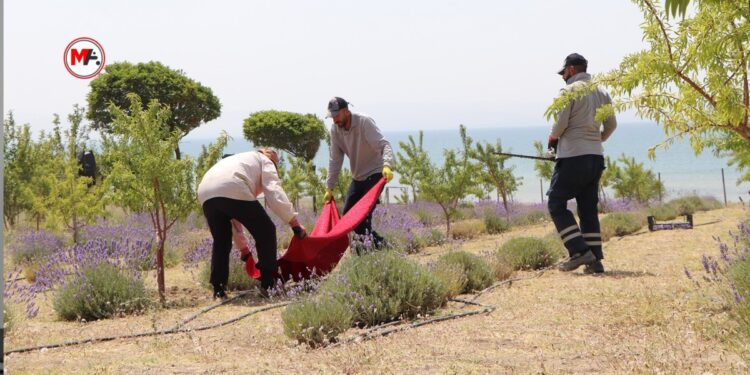 Wan’ın ilk lavanta tarlalarında hasat başladı