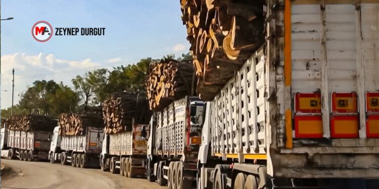 Bakanlık orman kıyımındaki sorumluğunu kabul etmedi