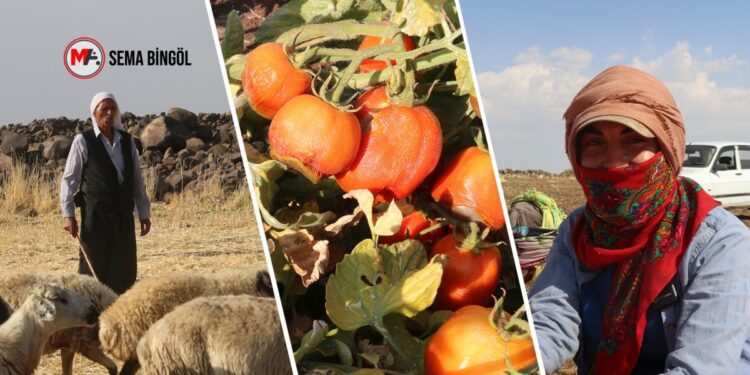 Sêwereg’in mahalleleri elektriksiz ve susuz: İlgilenen yok