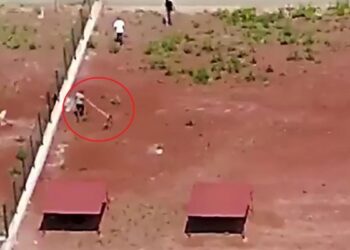Belediye barınağında köpeklere şiddet