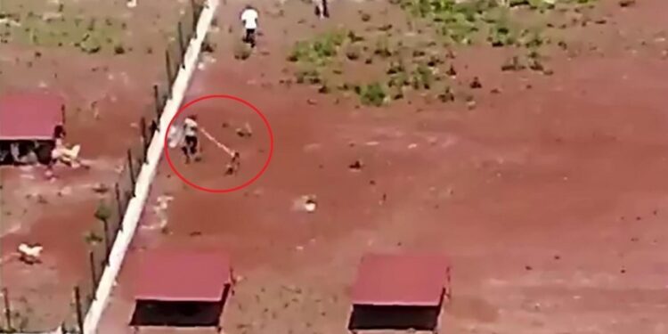 Belediye barınağında köpeklere şiddet