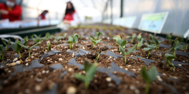 Ağustos Ayında Ekilebilecek 5 Bitki! Sonbaharın Sonuna Kadar Hasada Doyacaksınız