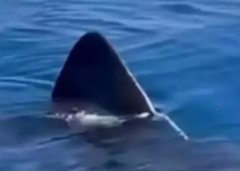 Antalyalıları Korkudan Titreten Görüntü! Gerçek 2 Hafta Sonra Ortaya Çıktı