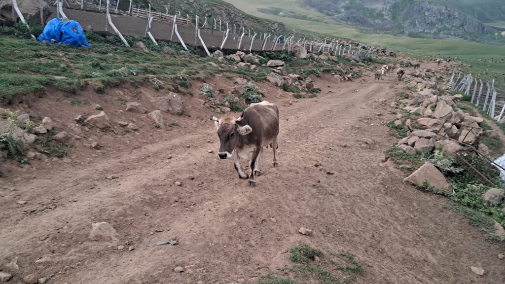 Artvin'de "şap" alarmı; "450-500 civarında büyükbaş hayvanımız var, tamamı hastalığa yakalandı!"